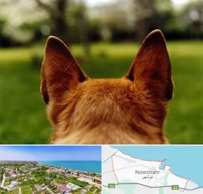 مرکز جراحی گوش سگ در نوشهر