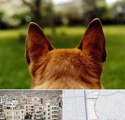 مرکز جراحی گوش سگ در اسکندری