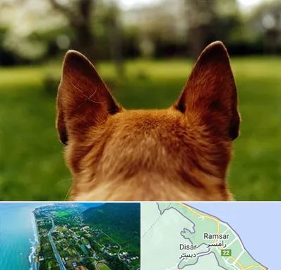 مرکز جراحی گوش سگ در رامسر