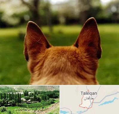 مرکز جراحی گوش سگ در طالقان