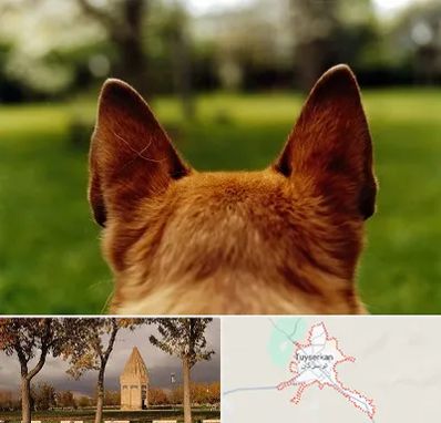 مرکز جراحی گوش سگ در تویسرکان