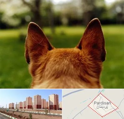 مرکز جراحی گوش سگ در پردیسان قم