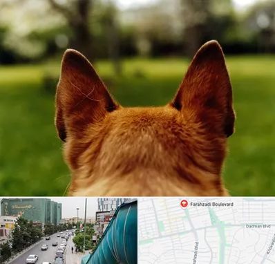 مرکز جراحی گوش سگ در بلوار فرحزادی