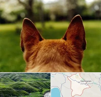 مرکز جراحی گوش سگ در گچساران
