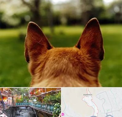 مرکز جراحی گوش سگ در درکه