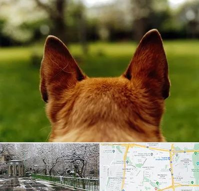 مرکز جراحی گوش سگ در باغ فیض