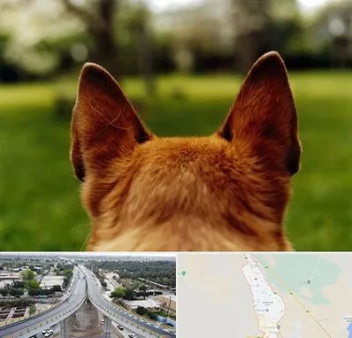 مرکز جراحی گوش سگ در اندیمشک