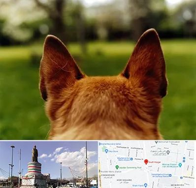 مرکز جراحی گوش سگ در کارگر جنوبی 