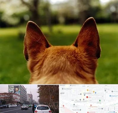 مرکز جراحی گوش سگ در کارگر شمالی 