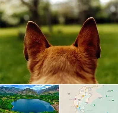 مرکز جراحی گوش سگ در رودبار