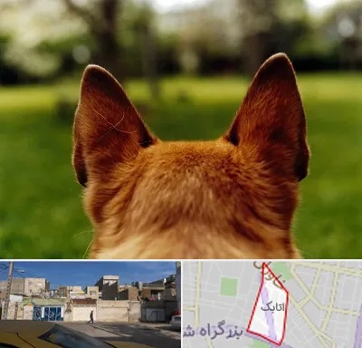 مرکز جراحی گوش سگ در اتابک