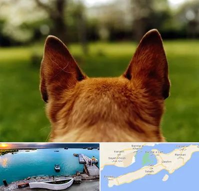 مرکز جراحی گوش سگ در قشم