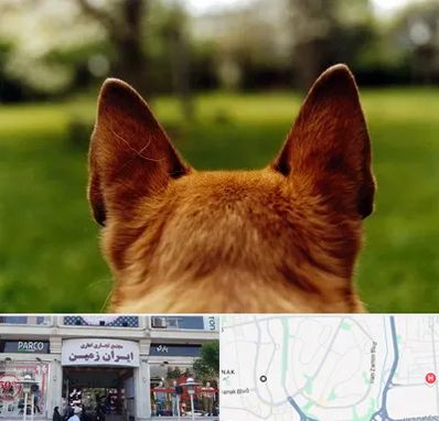 مرکز جراحی گوش سگ در ایران زمین