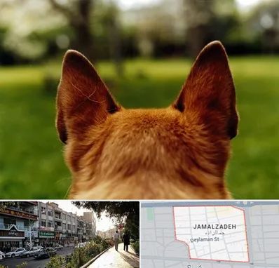 مرکز جراحی گوش سگ در خیابان جمالزاده