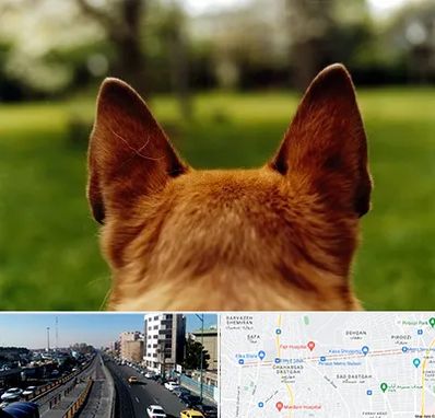 مرکز جراحی گوش سگ در پیروزی 