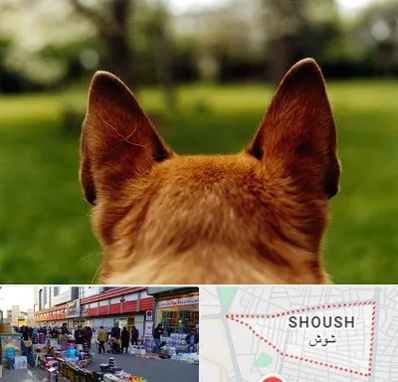 مرکز جراحی گوش سگ در شوش