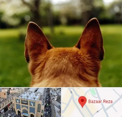 مرکز جراحی گوش سگ در بازار رضا مشهد