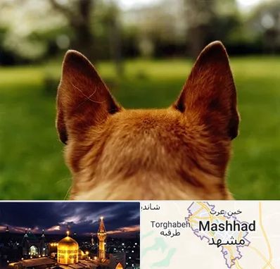 مرکز جراحی گوش سگ در مشهد