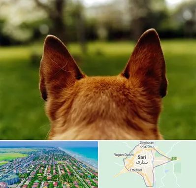 مرکز جراحی گوش سگ در ساری