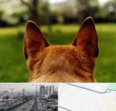 مرکز جراحی گوش سگ در بلوار ارتش