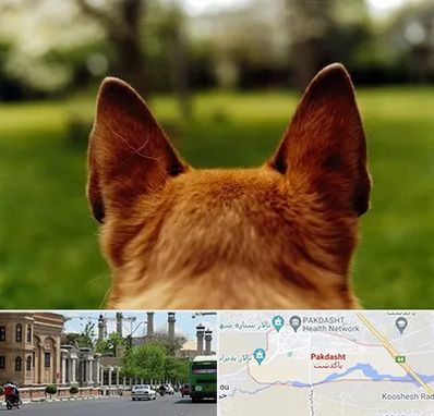 مرکز جراحی گوش سگ در پاکدشت