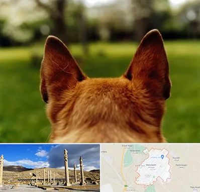 مرکز جراحی گوش سگ در مرودشت