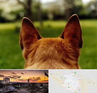 مرکز جراحی گوش سگ در قوچان