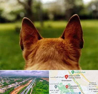 مرکز جراحی گوش سگ در قصرالدشت شیراز