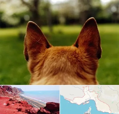 مرکز جراحی گوش سگ در هرمزگان