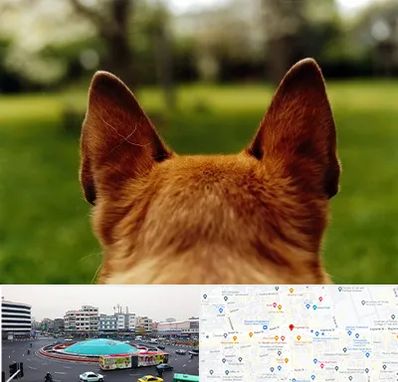 مرکز جراحی گوش سگ در میدان انقلاب 