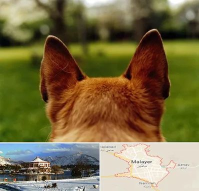 مرکز جراحی گوش سگ در ملایر