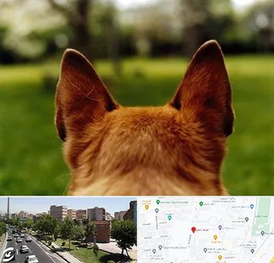 مرکز جراحی گوش سگ در شهرک آزمایش 