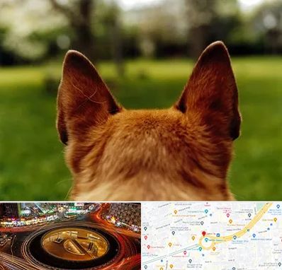 مرکز جراحی گوش سگ در میدان ولیعصر 