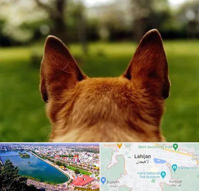 مرکز جراحی گوش سگ در لاهیجان