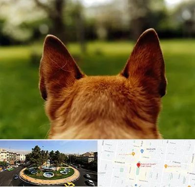 مرکز جراحی گوش سگ در هفت حوض 