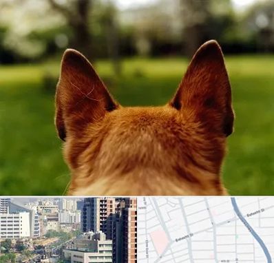 مرکز جراحی گوش سگ در خیابان بهشتی