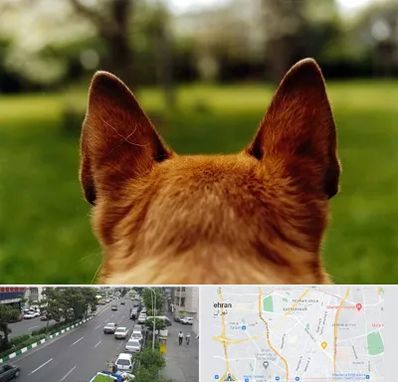 مرکز جراحی گوش سگ در ستارخان 