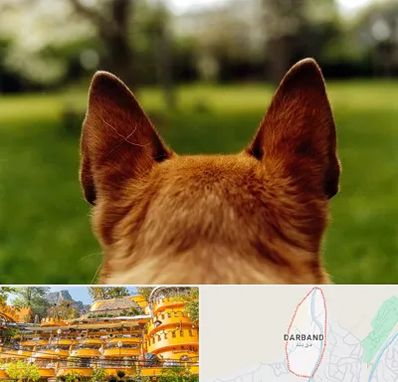 مرکز جراحی گوش سگ در دربند