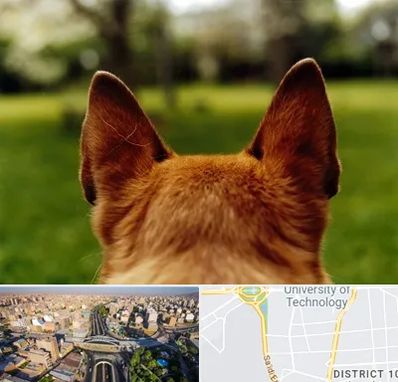 مرکز جراحی گوش سگ در استاد معین 