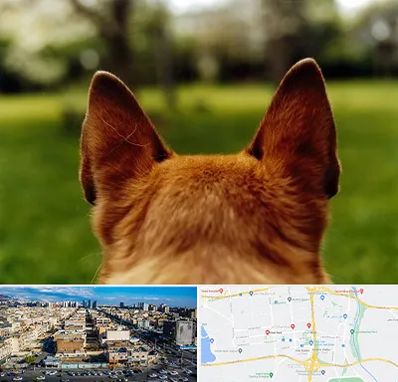 مرکز جراحی گوش سگ در شهرک راه آهن