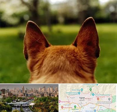 مرکز جراحی گوش سگ در منطقه 1 تهران 