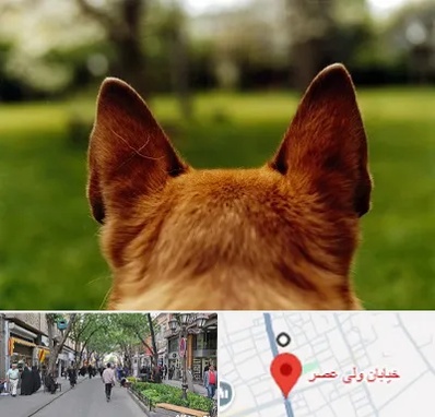 مرکز جراحی گوش سگ در ولیعصر شهریار