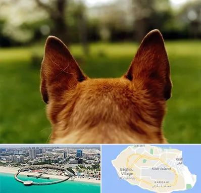 مرکز جراحی گوش سگ در کیش