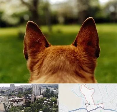 مرکز جراحی گوش سگ در اوین