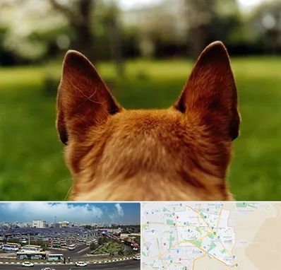 مرکز جراحی گوش سگ در منطقه 15 تهران 