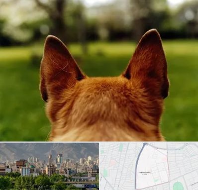 مرکز جراحی گوش سگ در جمشیدیه