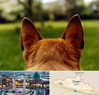 مرکز جراحی گوش سگ در زنجان