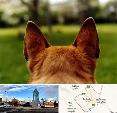 مرکز جراحی گوش سگ در تایباد