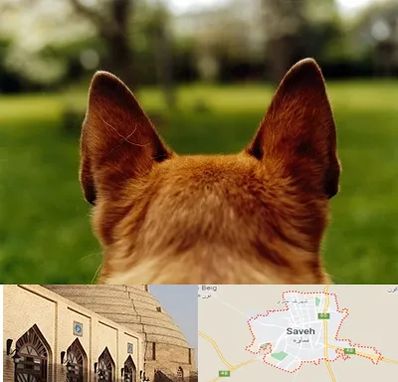 مرکز جراحی گوش سگ در ساوه