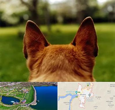 مرکز جراحی گوش سگ در مهاباد